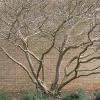 Pruned correctly you crape myrtle remains aesthetically pleasing and healthy.